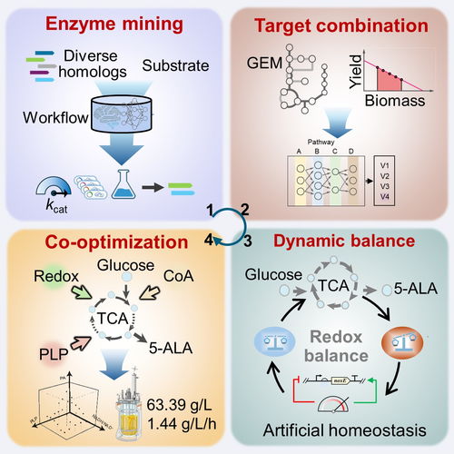 微生物所王為善團隊在5 氨基乙酰丙酸高效細胞工廠的構建方面取得進展