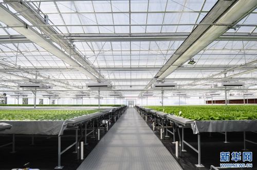 強信心 走進百企丨果蔬住上 科技房 智慧農業 種 出新花樣